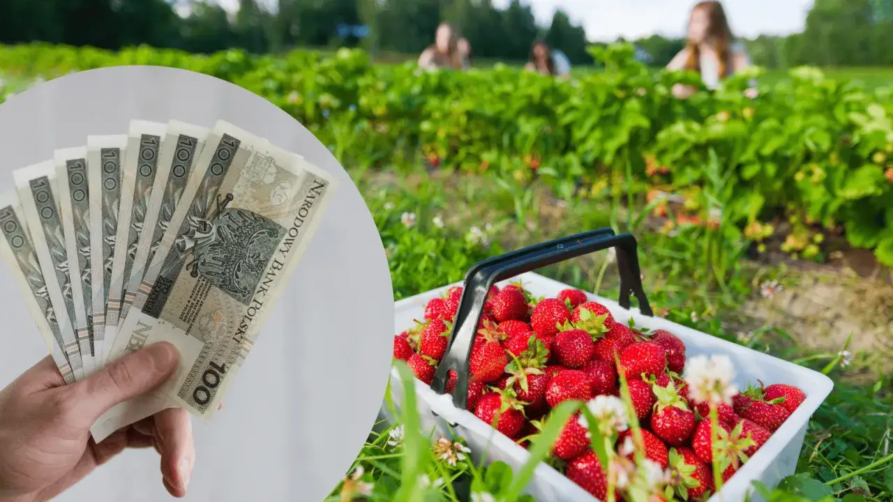 Zarabiaj na truskawkach! Praca z noclegiem na plantacji, pełne kosze owoców i polskie banknoty.